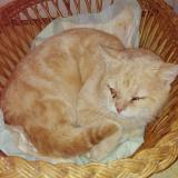 Picture of cat lost at Saint Andre Sur Orne