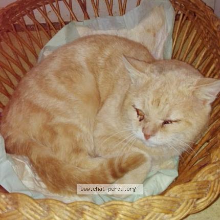 Photo 1/1 HARLEY Chat lost in Saint andre sur orne