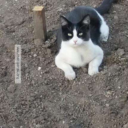 Photo 1/4 Lola Chat lost in Habere poche