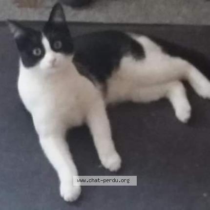 Photo 2/4 Lola Chat lost in Habere poche