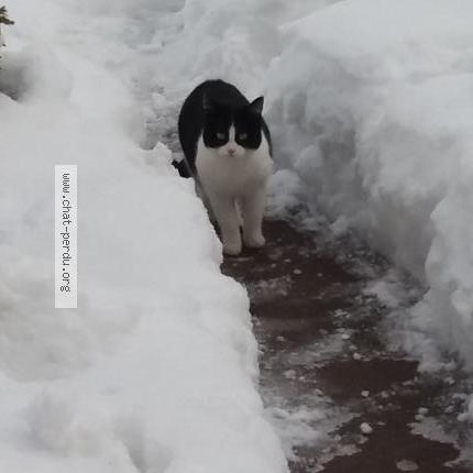 Photo 3/4 Lola Chat lost in Habere poche