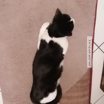 Photo 4/4 Lola Chat lost in Habere poche