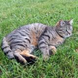 Picture of cat lost at Poitiers