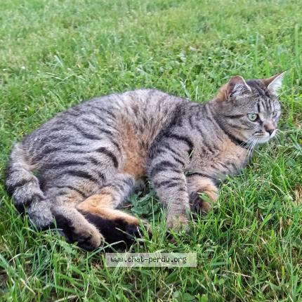 Photo 1/1 Yipkat Chat lost in Poitiers