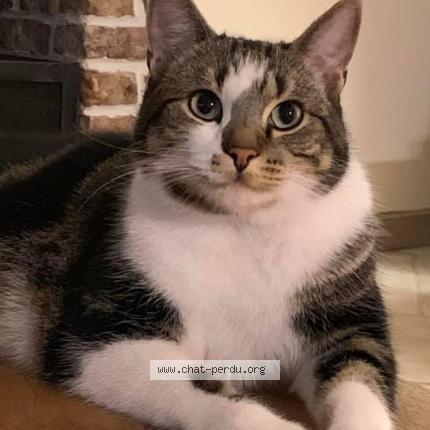 Photo 1/1 Simba Chat lost in Wervicq sud