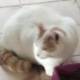 Picture of cat lost at Le Muy