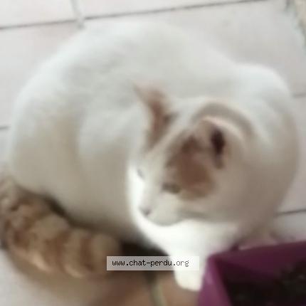 Photo 1/1 Thor Chat lost in Le muy