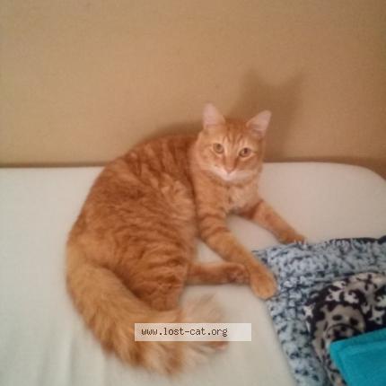 Photo 1/1 Reunited cat Lost in Riviera Beach