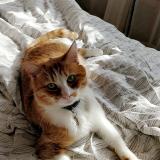 Picture of cat lost at Lille