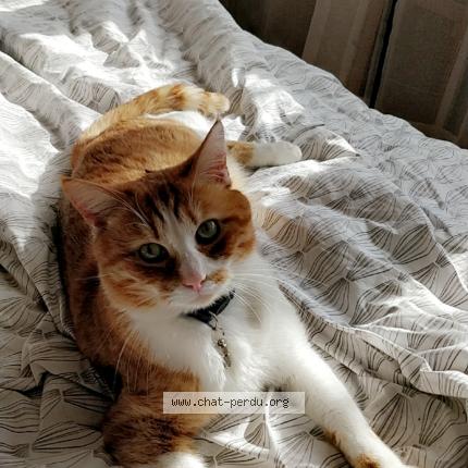 Photo 1/1 Buddy Chat lost in Lille