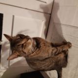 Picture of cat lost at Eysines