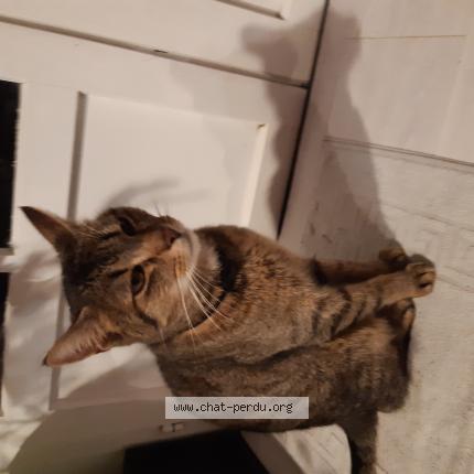 Photo 1/1 SABA Chat lost in Eysines