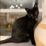 Picture of cat lost at St Orens De Gameville