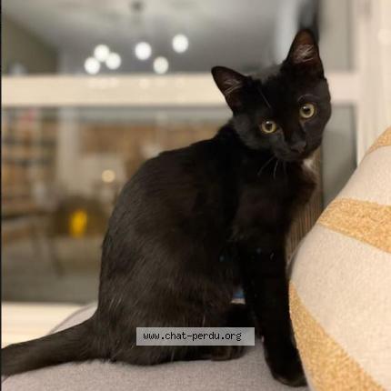 Photo 1/1 Réglisse Chat lost in St orens de gameville