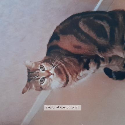 Photo 1/1 Caline Chat lost in Pierrefitte nestalas