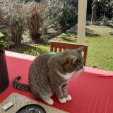 Picture of cat lost at Habsheim