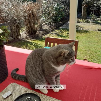 Photo 1/1 Monsieur GG Chat lost in Habsheim