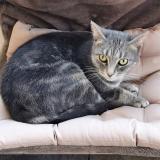 Picture of cat lost at Montdidier