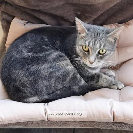 Photo 1/1 palma Chat lost in Montdidier