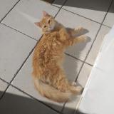 Picture of cat lost at Saint Eteinne