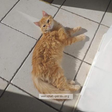 Photo 1/1 Mimine Chat lost in Saint eteinne