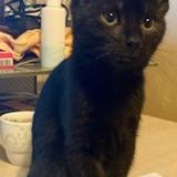 Picture of cat lost at Bruxelles