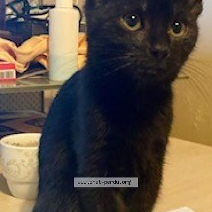 Photo 1/1 Poup&eacute;e Chat lost in Bruxelles