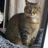 Picture of cat lost at Amiens