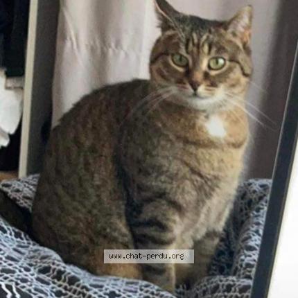 Photo 1/1 Mimoune Chat lost in Amiens