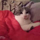 Picture of cat lost at Tarnos