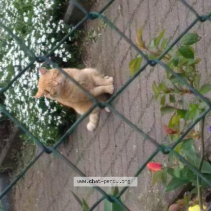 Photo 1/1 Found cat Found in Golbey