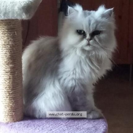 Photo 1/4 Mélia Chat lost in Cornillon confoux