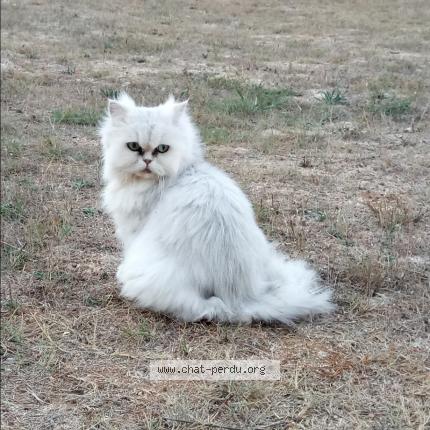 Photo 2/4 Mélia Chat lost in Cornillon confoux