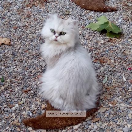 Photo 3/4 Mélia Chat lost in Cornillon confoux