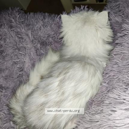 Photo 4/4 Mélia Chat lost in Cornillon confoux