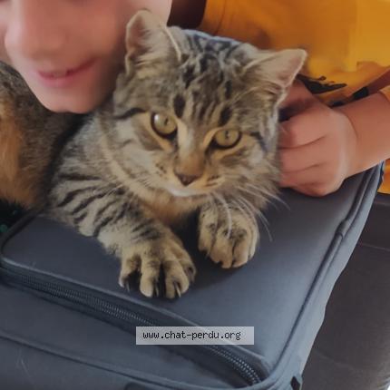 Photo 1/1 BONNIE Chat lost in Parentis en born