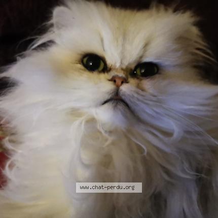 Photo 1/1 Taika Chat lost in Raphele les arles