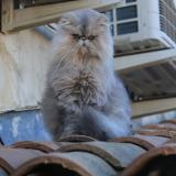 Picture of cat lost at Raphele Les Arles