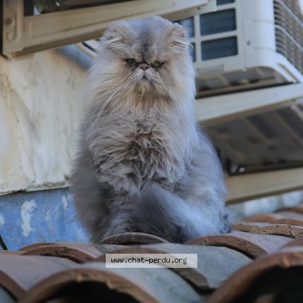 Photo 1/1 Kiero Chat lost in Raphele les arles