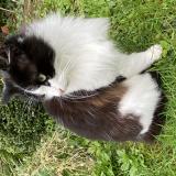 Picture of cat lost at Flers