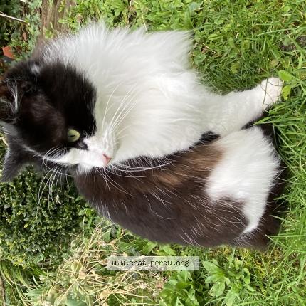 Photo 1/1 Patapouf Chat lost in Flers