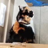 Picture of cat lost at Talmont Saint Hilaire