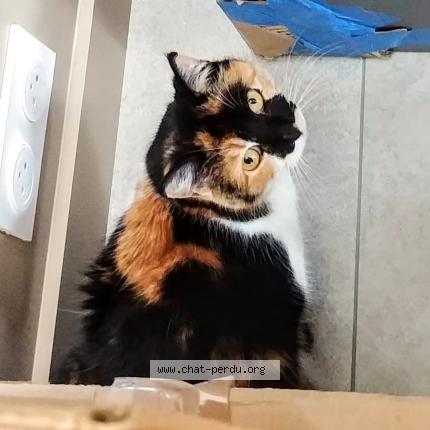 Photo 1/1 Mercury Chat lost in Talmont saint hilaire