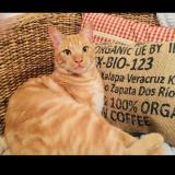 Picture of cat lost at Vaulx Milieux