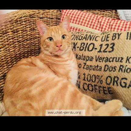 Photo 1/1 Boucan Chat lost in Vaulx milieux