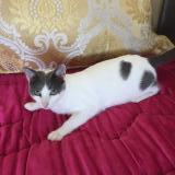 Picture of cat lost at Nordhouse