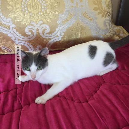 Photo 1/1 Sissi Chat lost in Nordhouse