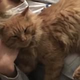 Picture of cat lost at Alairac