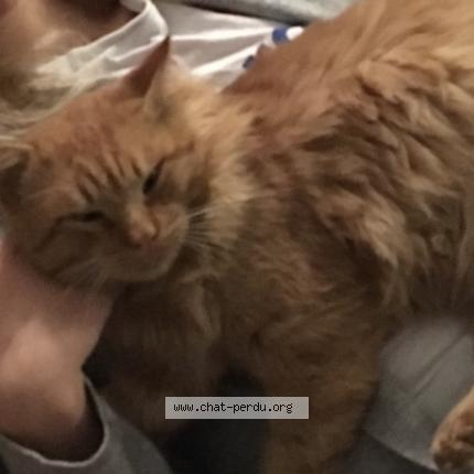 Photo 1/1 Lulu Chat lost in Alairac