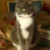 Picture of cat lost at Magnat L Etrange